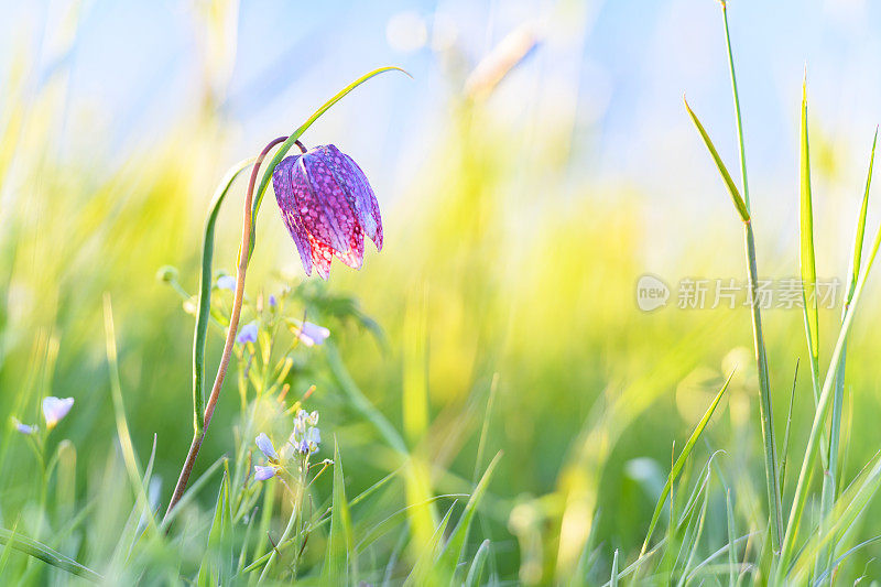 蛇头贝母(Fritillaria meleagris)在一个美丽的春天夕阳草场上